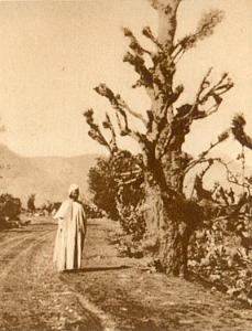 CONSTANTINE ET COTE OUEST 0170 VERS LE COL DE FDOULES